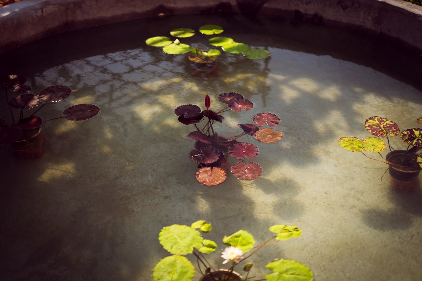 Lilies in the courtyard pond