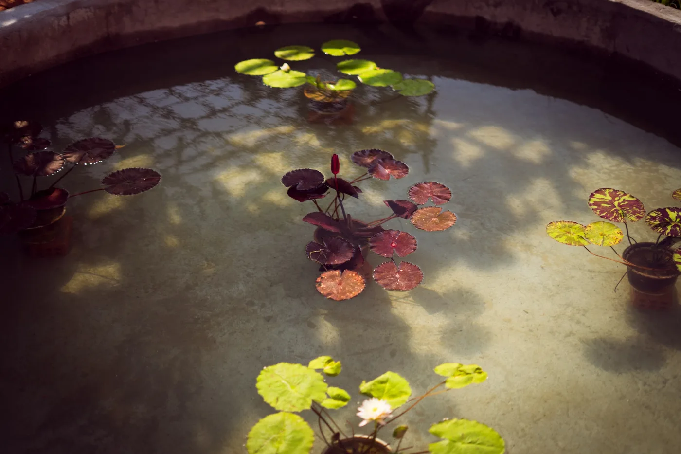 Lilies in the courtyard pond